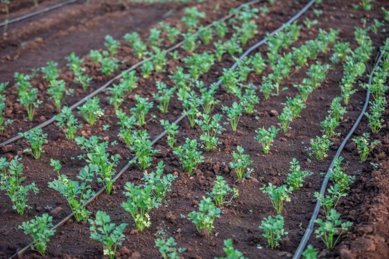 organic agricultural supplies