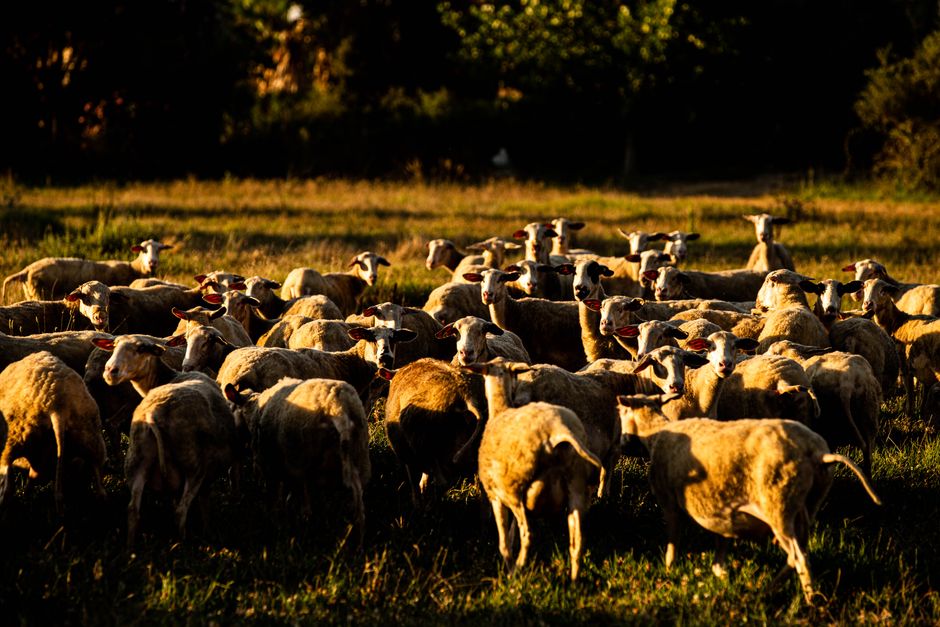 supplier of livestock feed