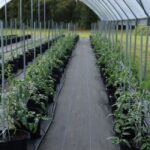greenhouse equipment