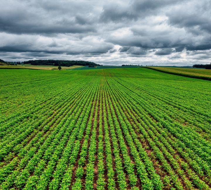 crop insurance